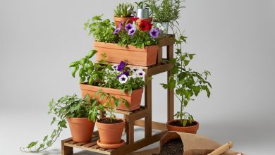 Озеленення балкона: покрокова інструкція створення міні-саду в квартирі